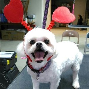 Meet your Posher, Renee